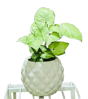Syngonium Plant