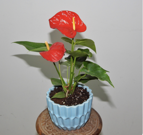 Anthurium Red